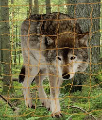 Elevage - Accessoires tubulaires - Filet électrifié contre loups 50 m hauteur 1,45 m, avec double pointe