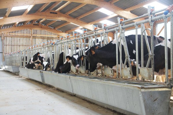 Elevage - Accessoires tubulaires - Auge Pour Cornadis Veaux 3M00