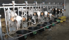 Elevage - Accessoires tubulaires - Porte Seaux Pour Cornadis Veaux 10Pl/4M00