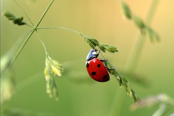 Les animaux utiles au jardin