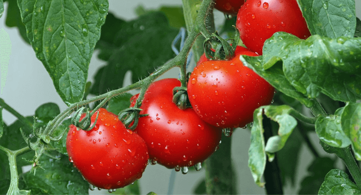 Quand arroser les plantes en été : la tomate