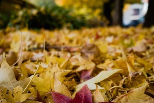 Entretenir son jardin d’automne